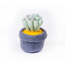 Potted Cactus